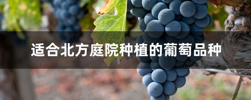 适合北方庭院种植的葡萄品种 适合北方庭院种植的葡萄品种
