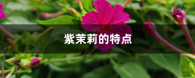 紫茉莉的特点