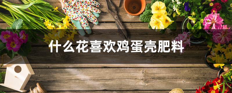 什么花喜欢鸡蛋壳肥料 什么花喜欢鸡蛋壳肥料