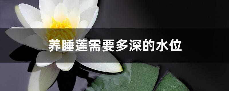 养睡莲需要多深的水位