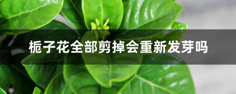 栀子花全部剪掉会重新发芽吗