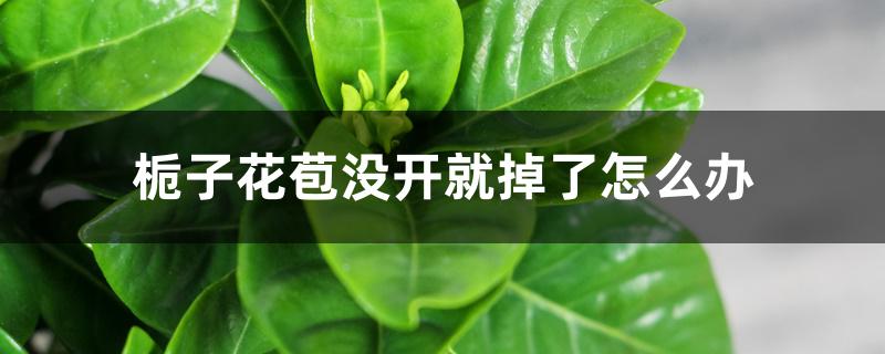 栀子花苞没开就掉了怎么办