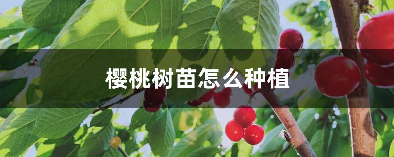 樱桃树苗怎么种植