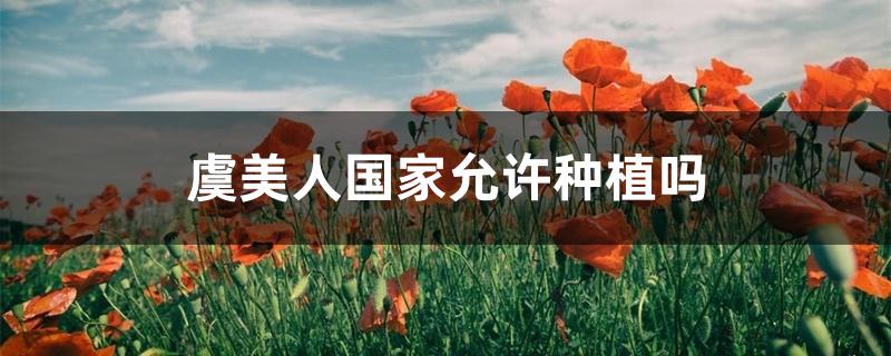 虞美人国家允许种植吗