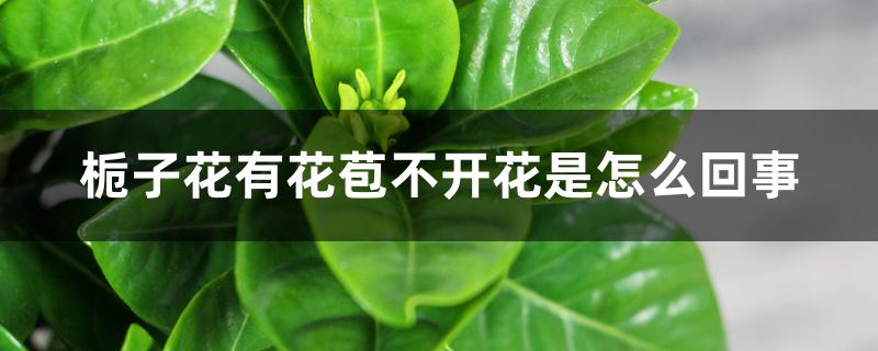 栀子花有花苞不开花是怎么回事