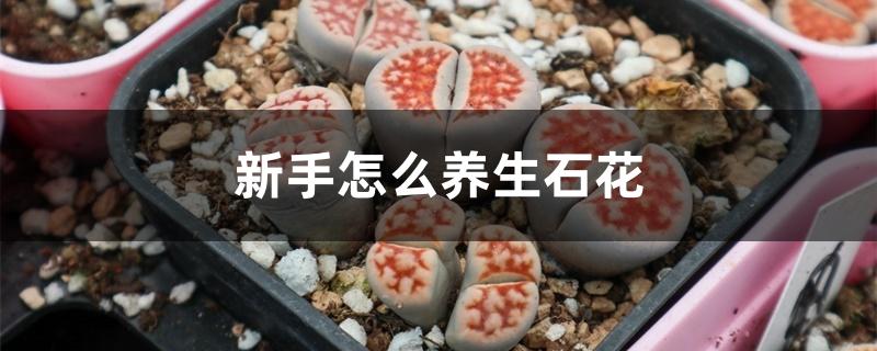 新手怎么养生石花