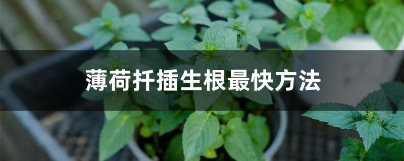 薄荷扦插生根最快方法