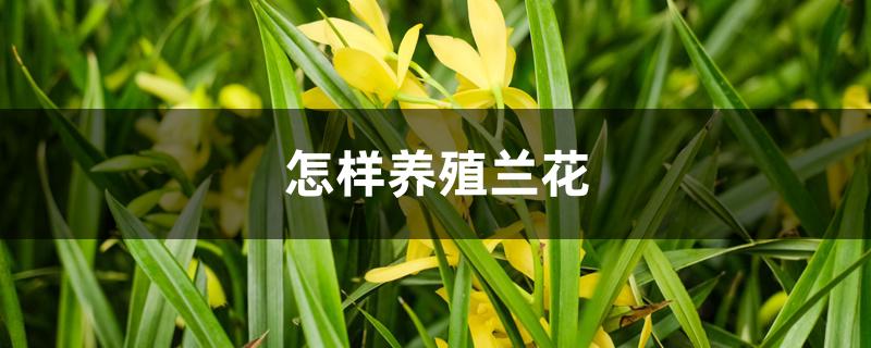 怎样养殖兰花