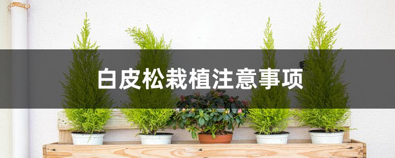 白皮松栽植注意事项