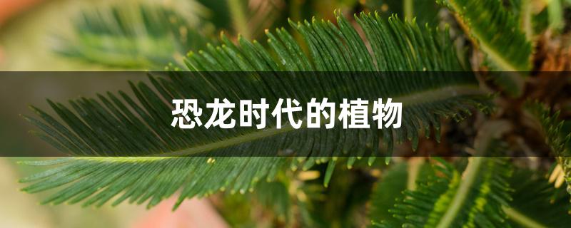 恐龙时代的植物