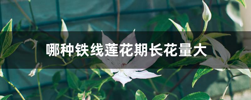 哪种铁线莲花期长花量大