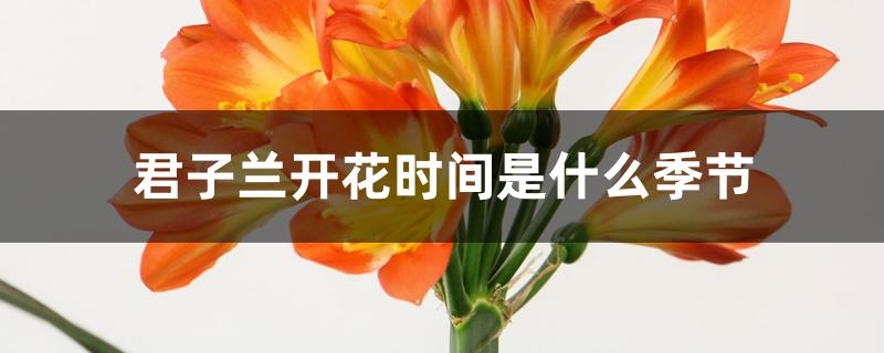 君子兰开花时间是什么季节