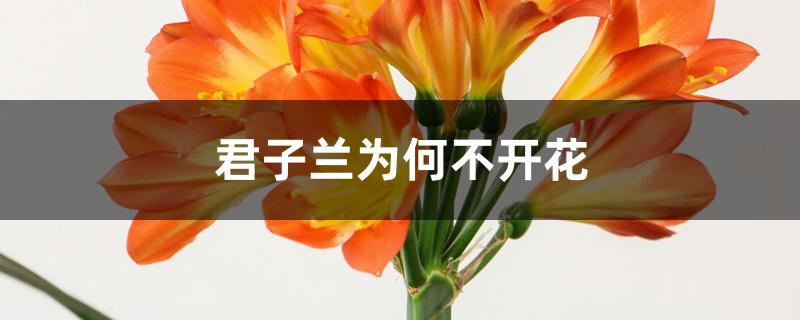 君子兰为何不开花