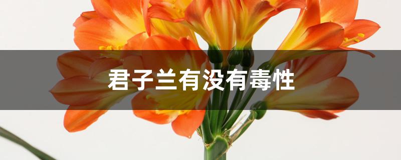 君子兰有没有毒性
