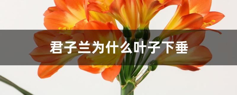 君子兰为什么叶子下垂