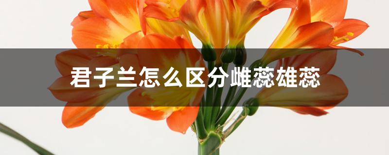 君子兰怎么区分雌蕊雄蕊