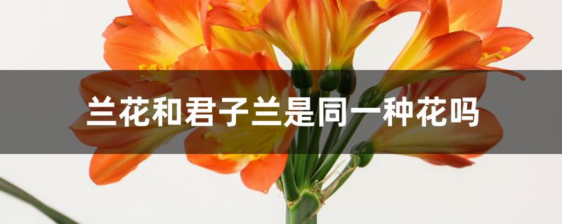 兰花和君子兰是同一种花吗