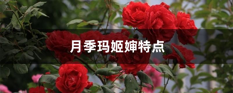 月季玛姬婶特点