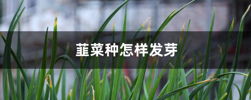 韭菜种怎样发芽