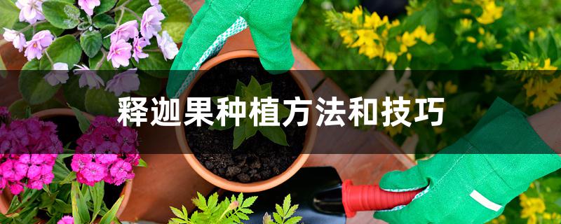 释迦果种植方法和技巧