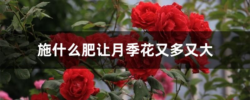 施什么肥让月季花又多又大