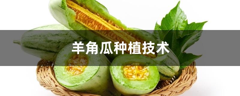 羊角瓜种植技术
