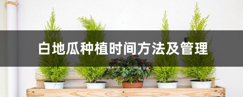 白地瓜种植时间方法及管理