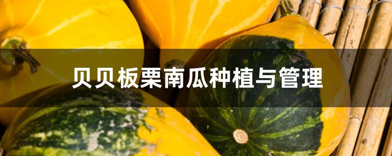 贝贝板栗南瓜种植与管理 贝贝板栗南瓜种植与管理