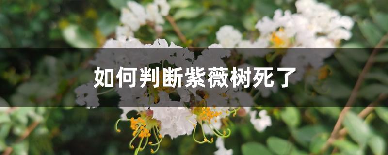 如何判断紫薇树死了