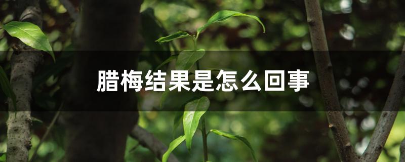 腊梅结果是怎么回事