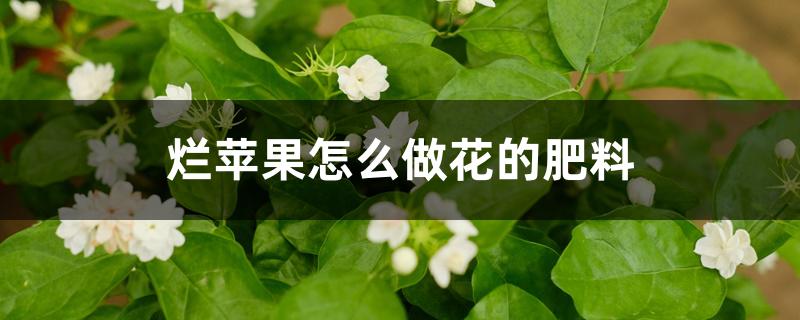 烂苹果怎么做花的肥料