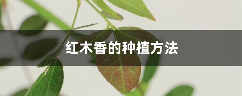 红木香的种植方法