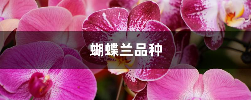 蝴蝶兰品种 蝴蝶兰品种