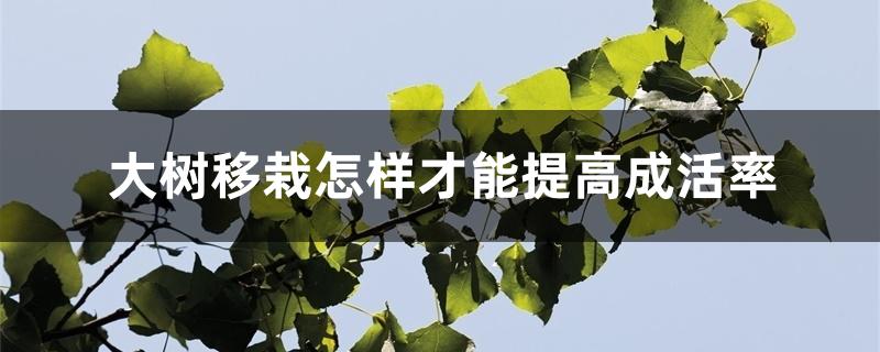 大树移栽怎样才能提高成活率