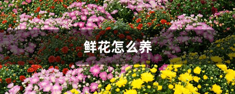 鲜花怎么养