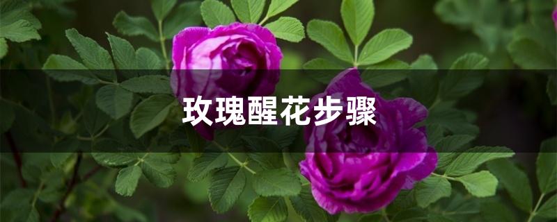玫瑰醒花步骤