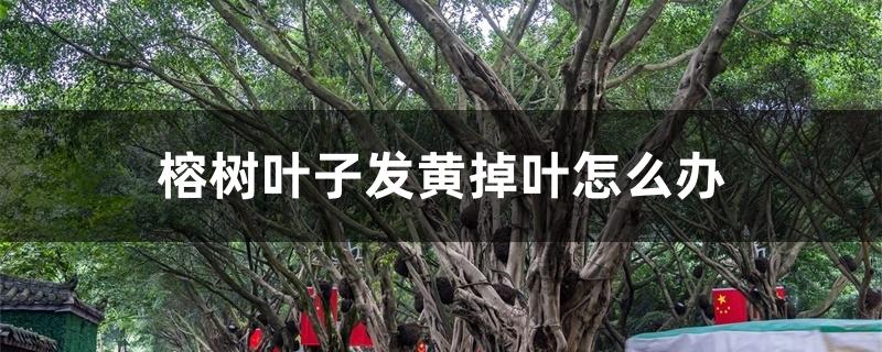 榕树叶子发黄掉叶怎么办