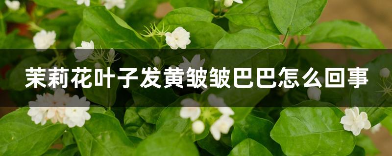 茉莉花叶子发黄皱皱巴巴怎么回事