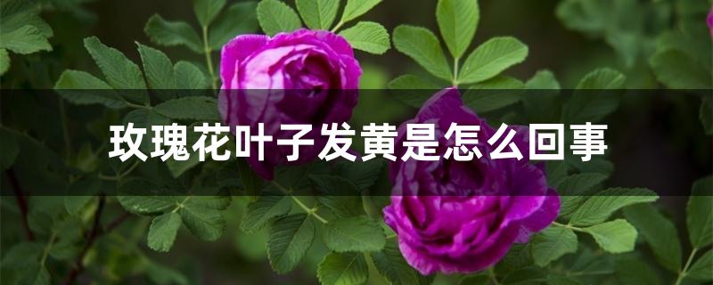 玫瑰花叶子发黄是怎么回事