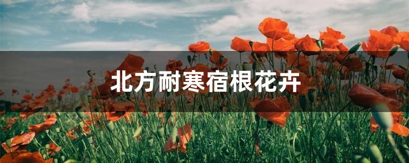 北方耐寒宿根花卉