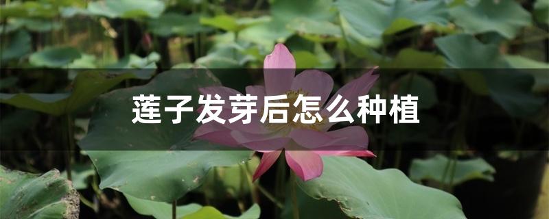 莲子发芽后怎么种植