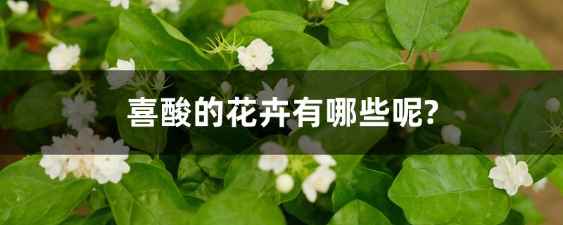 喜酸的花卉有哪些呢?