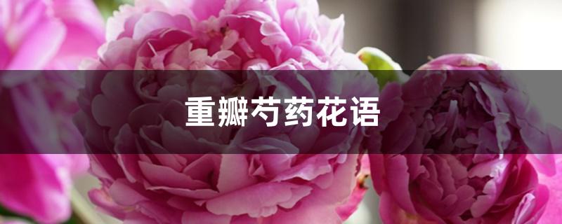 重瓣芍药花语