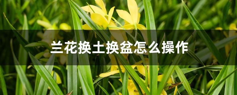 兰花换土换盆怎么操作 兰花换土换盆怎么操作