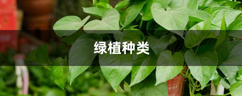 绿植种类