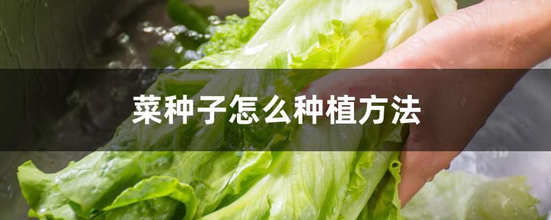菜种子怎么种植方法
