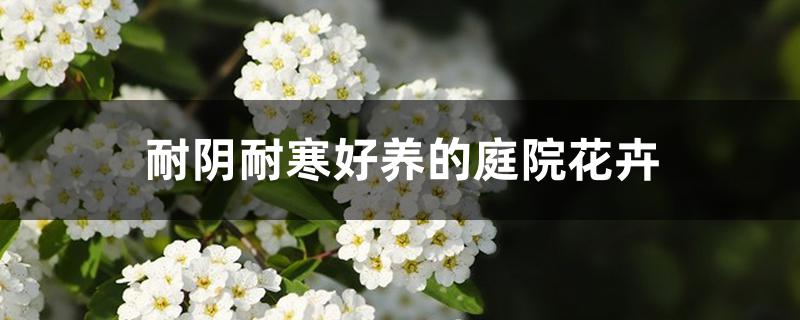 耐阴耐寒好养的庭院花卉