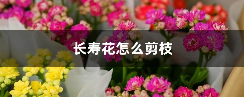 长寿花怎么剪枝