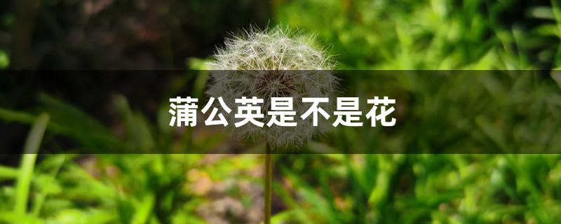 蒲公英是不是花