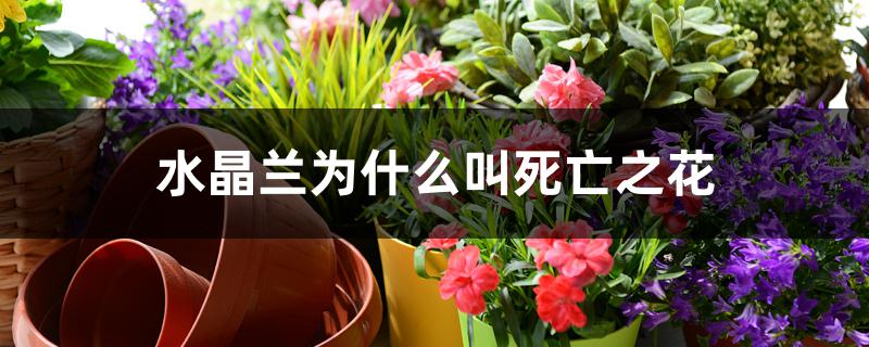 水晶兰为什么叫死亡之花